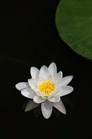 White water lily with leaves