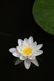 Nénuphar blanc avec feuilles