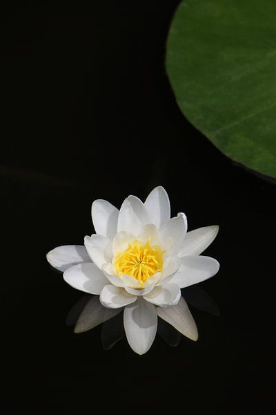 Witte waterlelie met blad van Anne Wil Stegeman