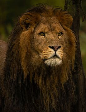 Afrikaanse leeuw van Wouter Van der Zwan