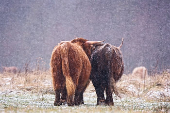 Together is a Wonderful Place to Be - Scottish Highlanders in a snowy landscape
