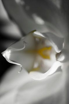 Orchidee macro van Robby Stifter
