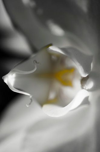 Orchidee macro