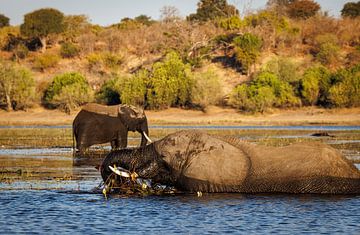 Close-up van etende olifant in het water van Eddie Meijer