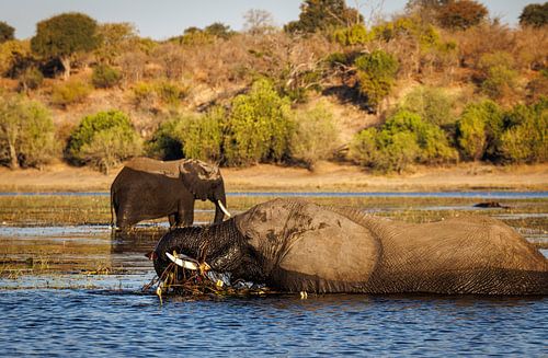 Close-up van etende olifant in het water