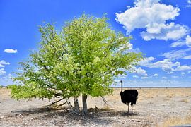 Ostrich and young by Iduna vanwoerkom
