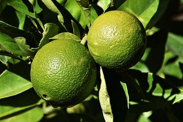 groene citroenen in de zon van Werner Lehmann