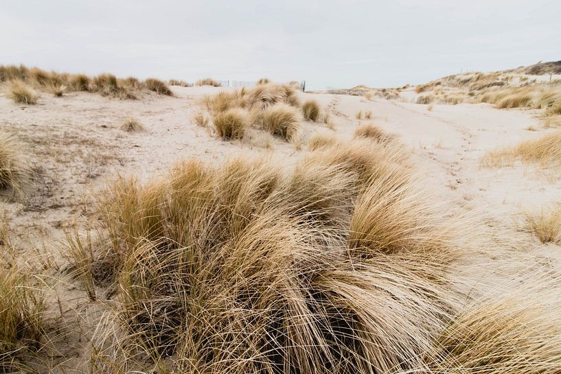 Les dunes du Westduinpark à Scheveningen par Anne Zwagers