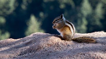 Eichhörnchen auf dem Felsen von Sietske de Vries