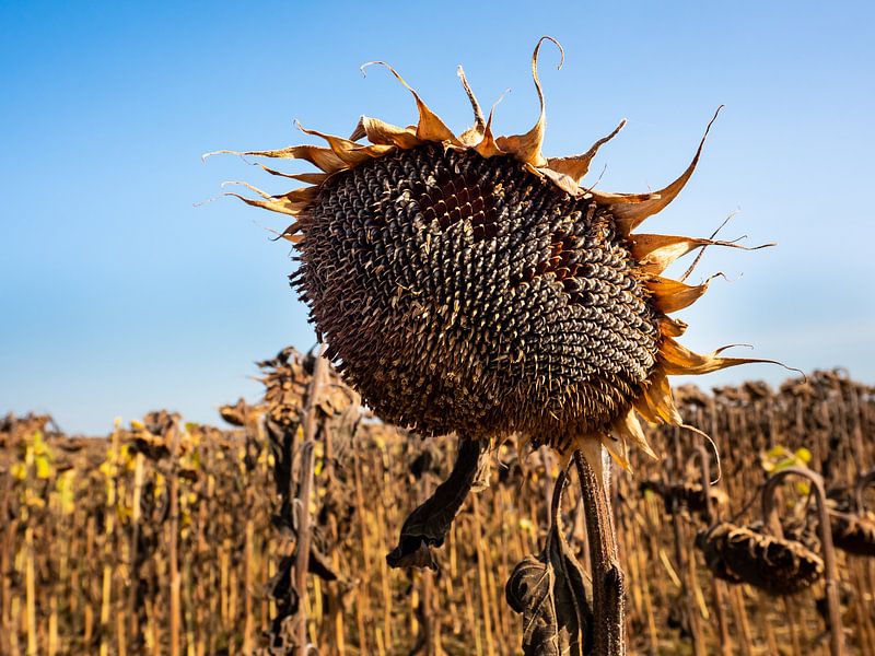 sunflower by Ton Dopping