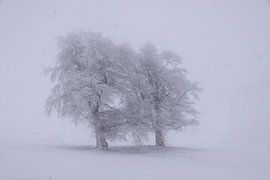 Windbuchen auf dem Schauinsland von Patrick Lohmüller