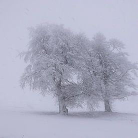 Windbuchen auf dem Schauinsland von Patrick Lohmüller
