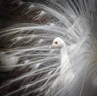 Witte pauw