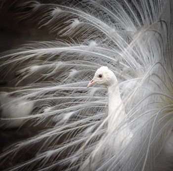 White peacock