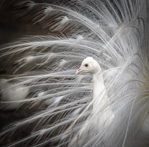 Paon blanc sur Foekje Hoekstra