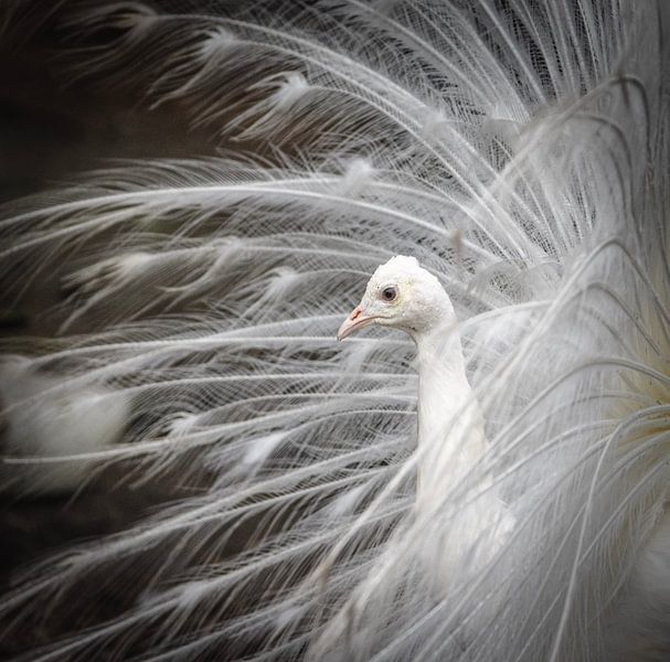 Weißer Pfau von Foekje Hoekstra