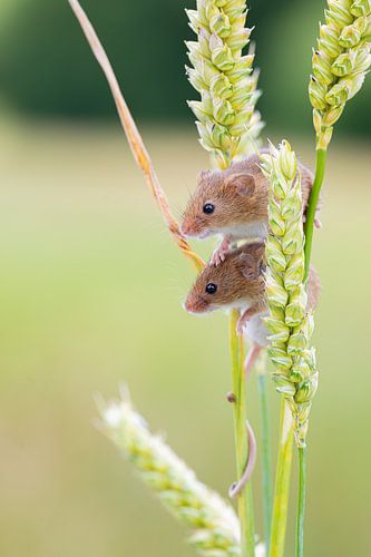 Dwergmuis in graan van Rene van Dam