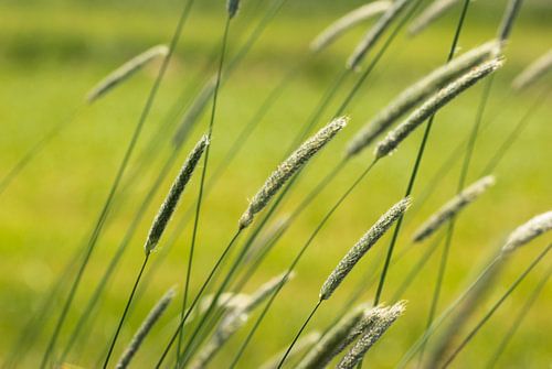 Grass stalks in the wind