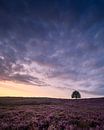 Beautiful sky and purple heather by Sander Grefte thumbnail
