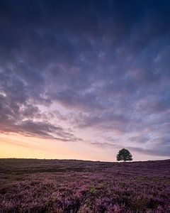 Prachtige lucht en paarse heide