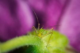 Blattläuse mit den Hintergrundfarben Violetttöne und Grün. von Johan Slagers