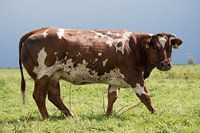 cow in meadow