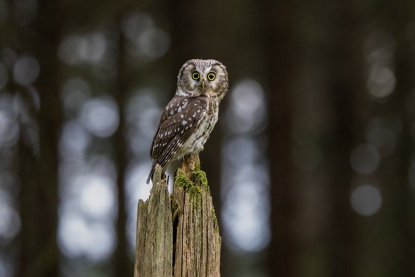 Chouette de Tengmalm dans la forêt par Teresa Bauer