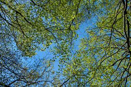 Wald, Bäume und Himmel von Hanneke Luit