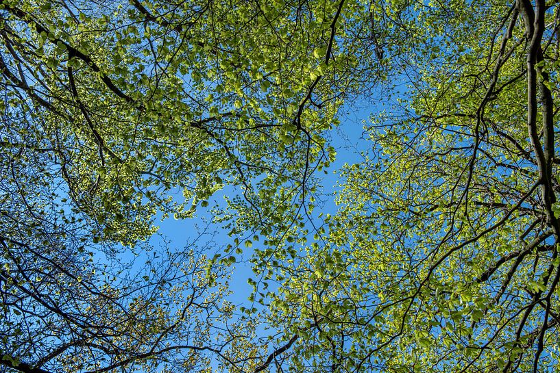 Forest, trees and sky by Hanneke Luit