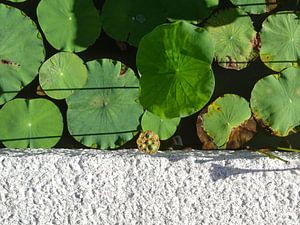 Lovely Lotus