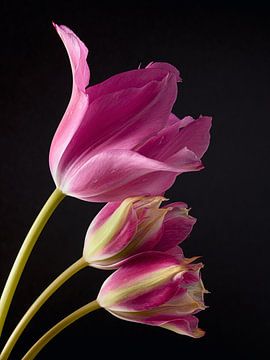 Drie roze tulpen onder elkaar van Marjolijn van den Berg