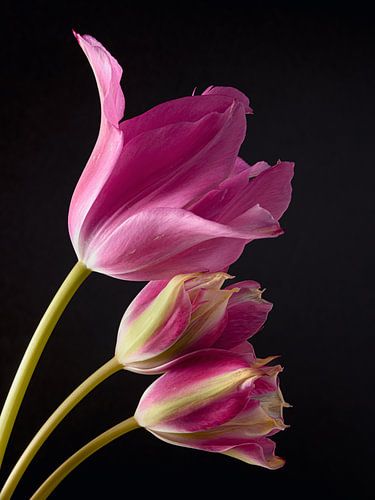 Drie roze tulpen onder elkaar