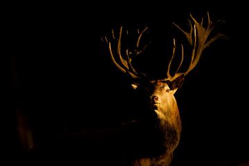 Bronstig Edelhert in boslandschap in laatste avondlicht van Jeroen Stel