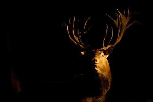 Bronstig Edelhert in boslandschap in laatste avondlicht