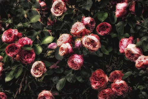 Wild Summer Roses - Boho Vintage