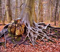 Stoer en robuust