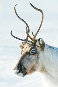 Reindeer portrait in the snow during winter in the arctic