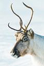 Reindeer portrait in the snow during winter in the arctic by Sjoerd van der Wal Photography thumbnail