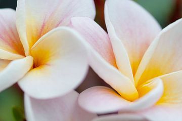 Frangipani geel roze van Ivonne Fuhren- van de Kerkhof