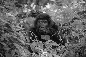 Gorilla, Oeganda, Zwart Wit van Oscar Kroon