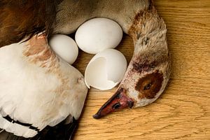 Nature morte de l'oie du Nil avec des coquilles d'œufs