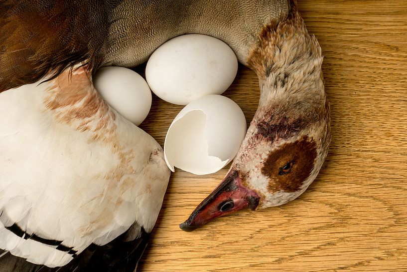 Stilleven van nijlgans met eierschalen van Leoniek van der Vliet