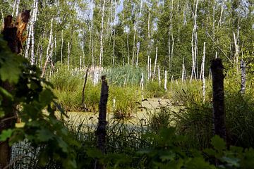 Moorland in Schleswig - Holstein van Ines Thun