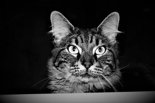 Cyperse kat kijkt over randje