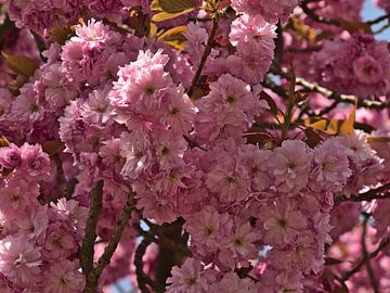 Spring Dream by Timon Schneider