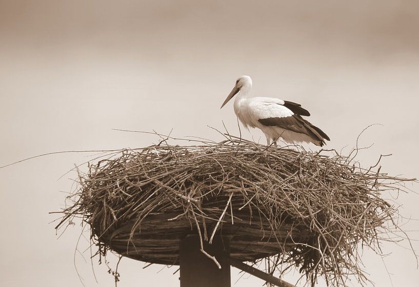 Storch auf einem Nest in Sepia von Jose Lok