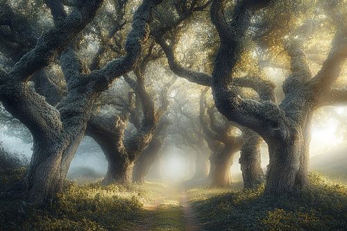 beautiful light in the mystical forest