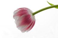 Tulip van Janny Kleijn thumbnail