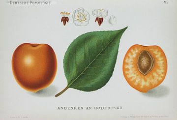 Apricot, W. Lauche, German pomology by Teylers Museum