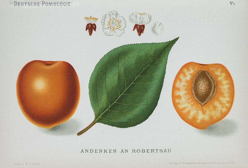 Apricot, W. Lauche, German pomology by Teylers Museum